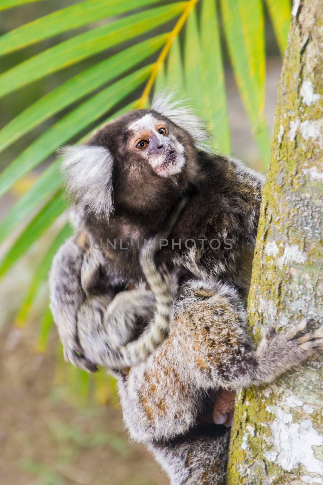 Common marmoset - Callithrix jacchus. by kasto
