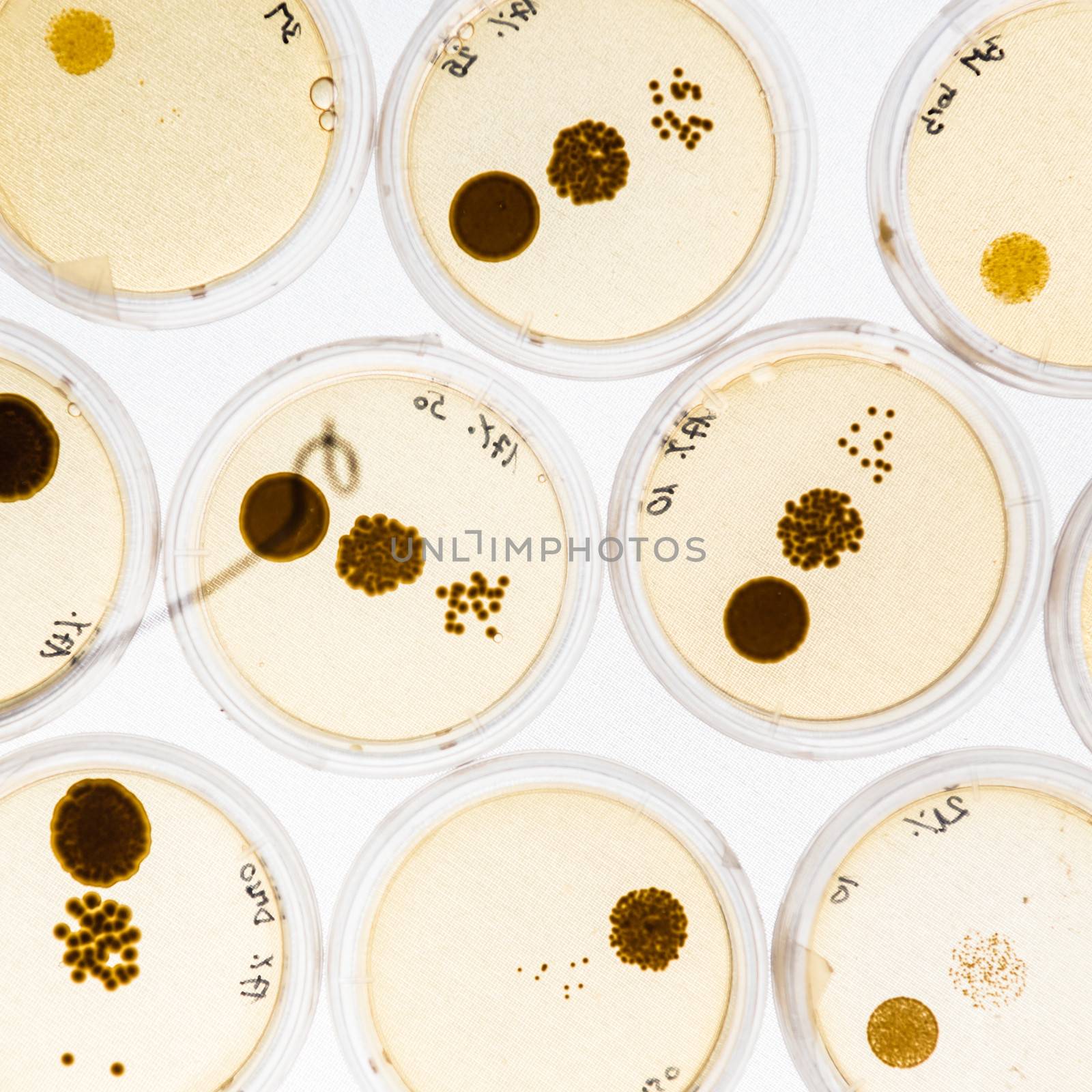 Growing Bacteria in Petri Dishes on agar gel as a part of scientific experiment.