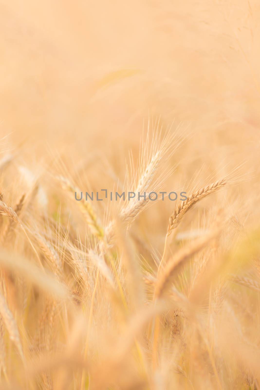 Close up of a wheat ear.
