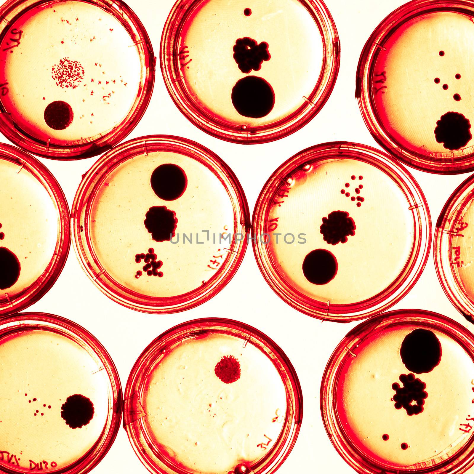 Growing Bacteria in Petri Dishes. by kasto