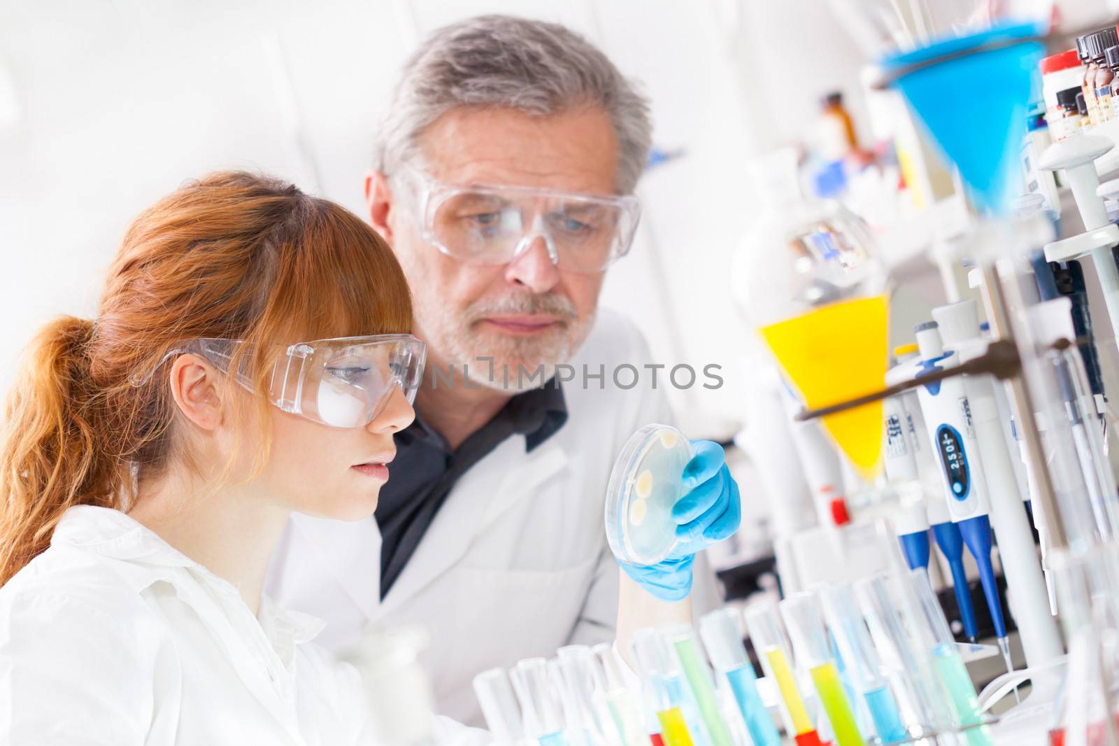 Attractive young female scientist and her senior male supervisor looking at the cell colony grown in the petri dish in the life science research laboratory (biochemistry, genetics, microbiology..)