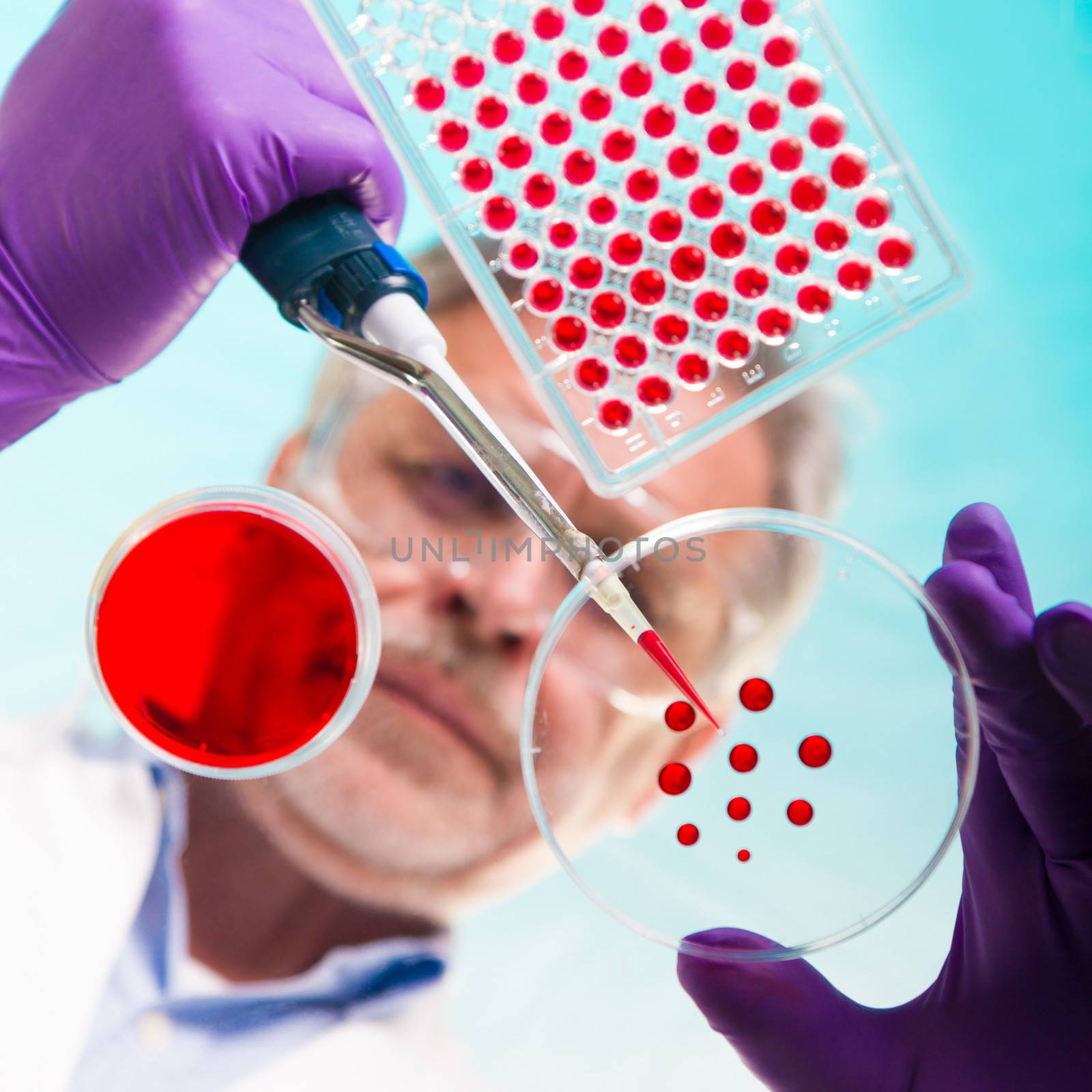 Focused senior life science professional pipetting solution into the pettri dish.  Lens focus on the researcher.