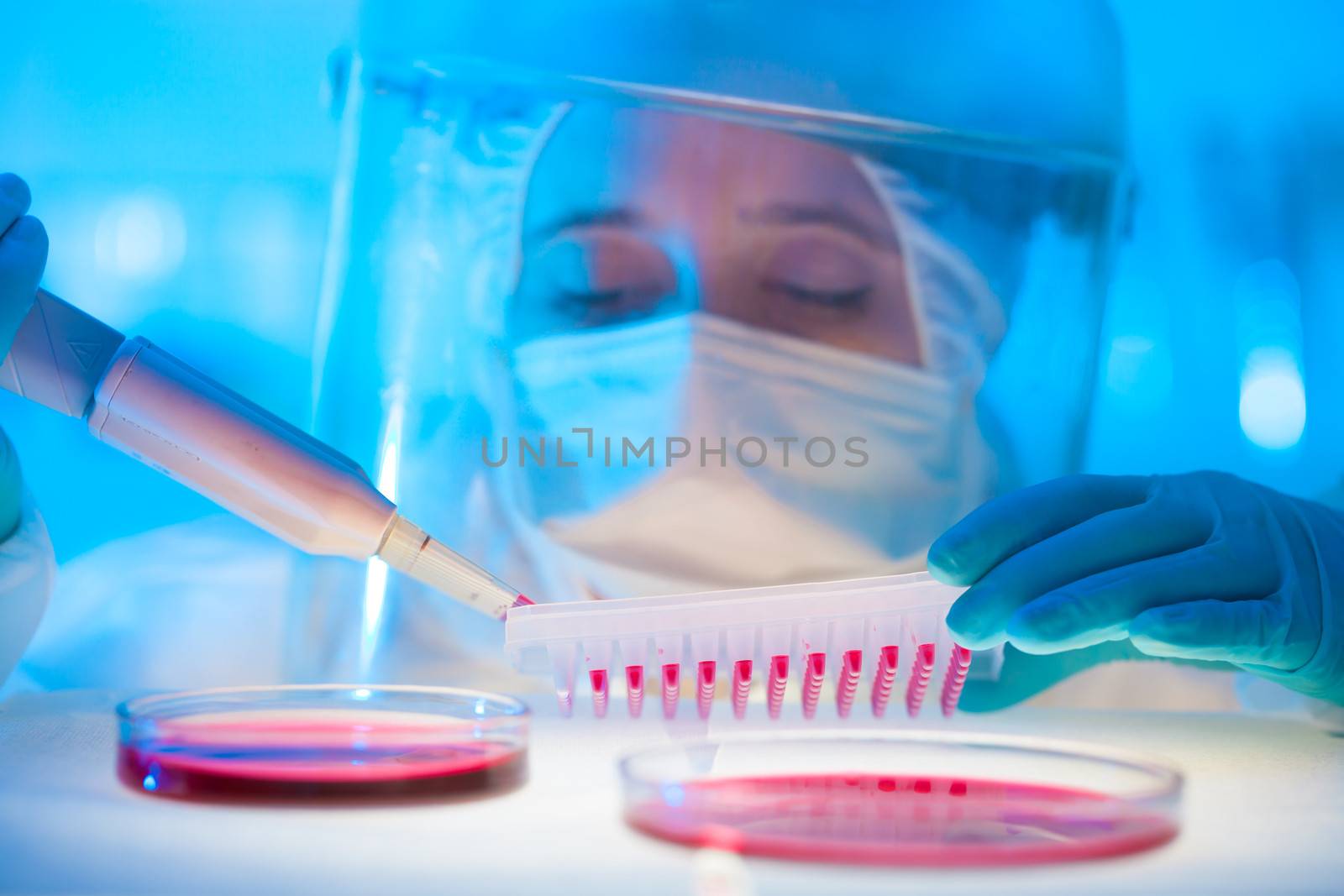 Focused life science professional pipetting human serum media containing HIV infected cells from petri dish to microtiter plate. High protection degree work.