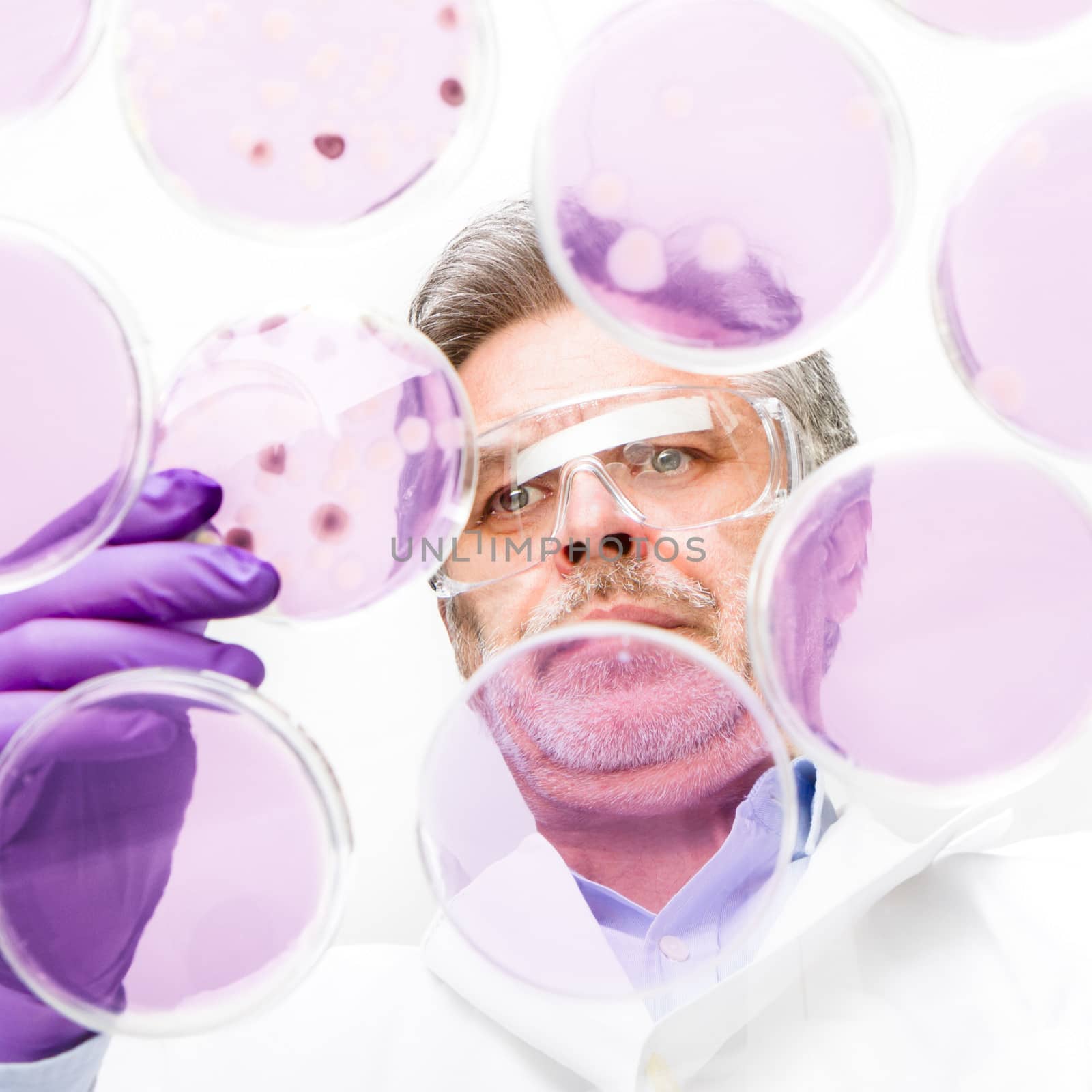 Focused senior life science professional grafting bacteria in the petri dishes.  Lens focus on the researchers face.