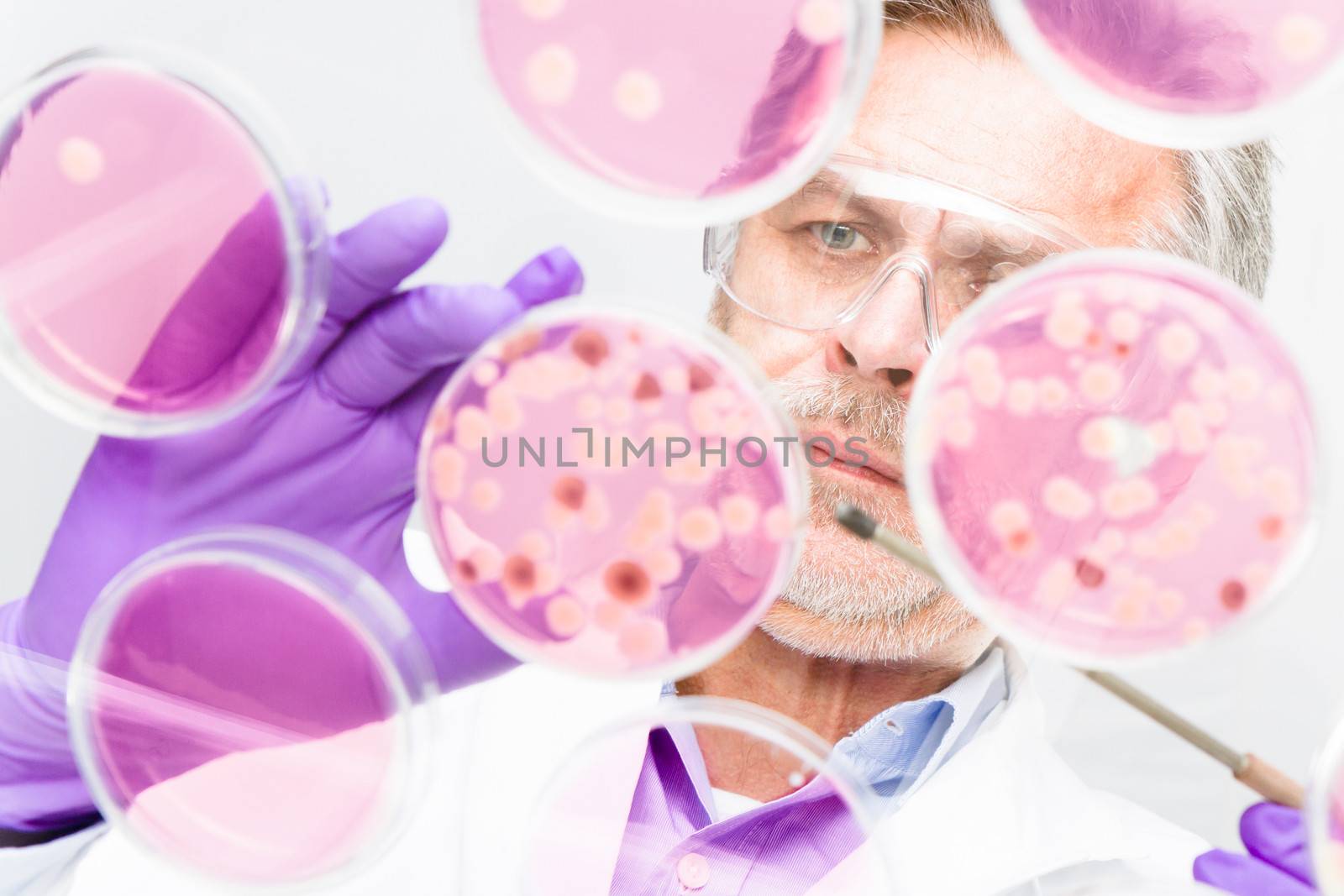 Focused senior life science professional grafting bacteria in the pettri dishes.  Lens focus on the persons face.