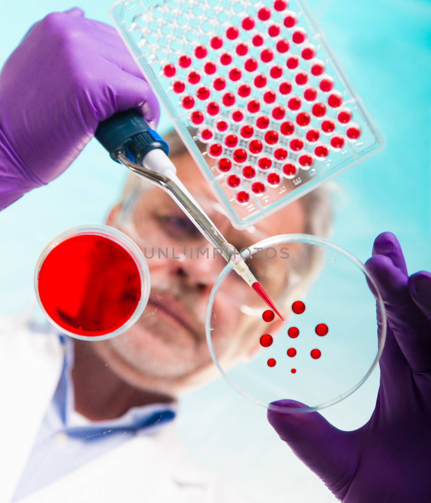 Focused senior life science professional pipetting solution into the pettri dish.  Lens focus on the researcher.