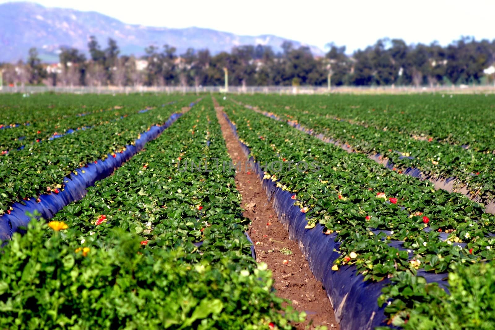 View of the rows at a strawberry field.