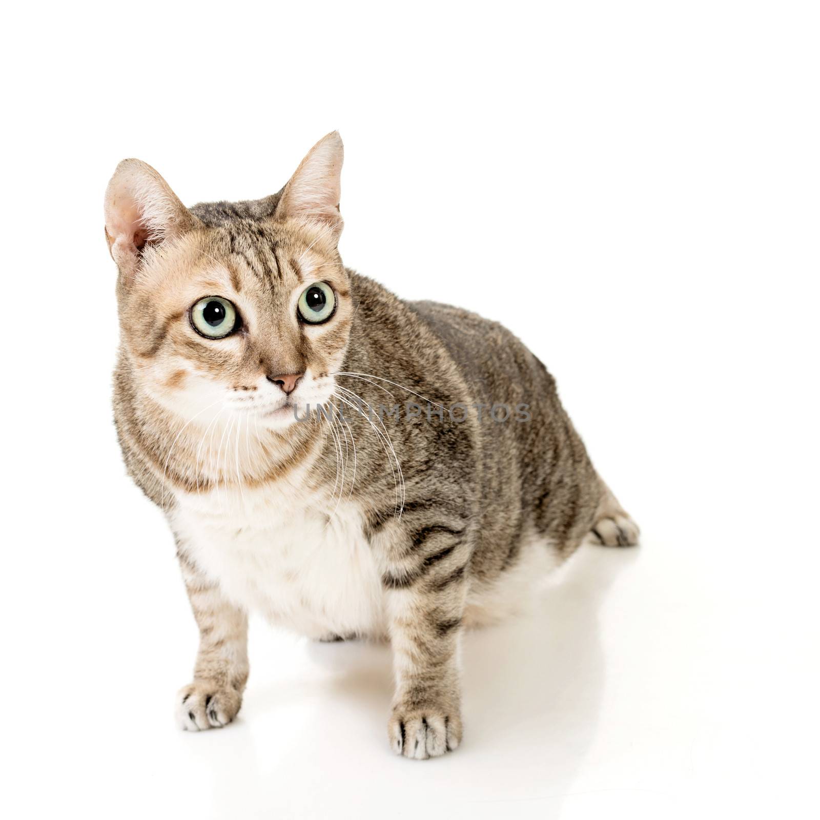 Cute tabby cat with curious expression, full length portrait isolated on white background.