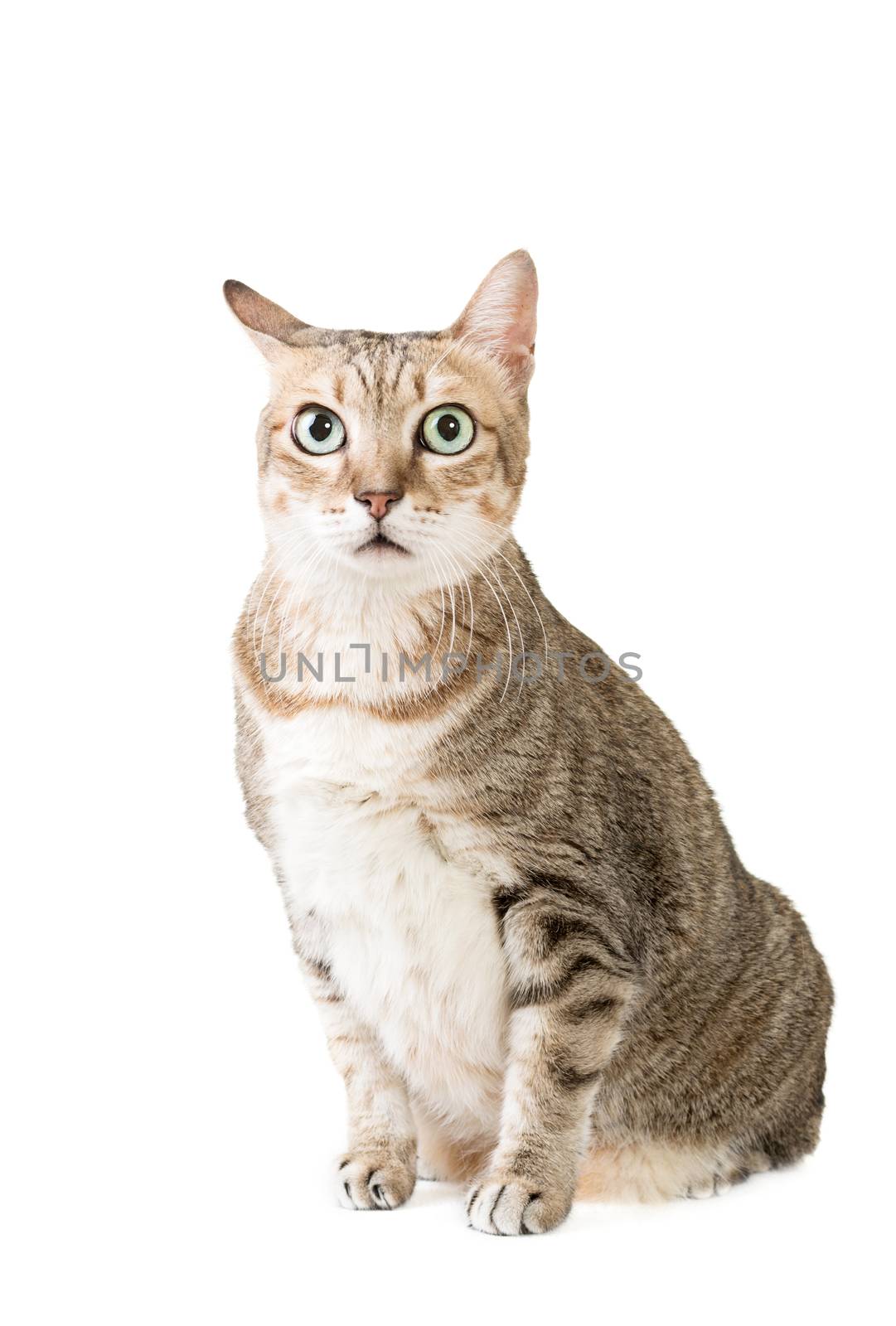 Cute tabby cat with curious expression, full length portrait isolated on white background.