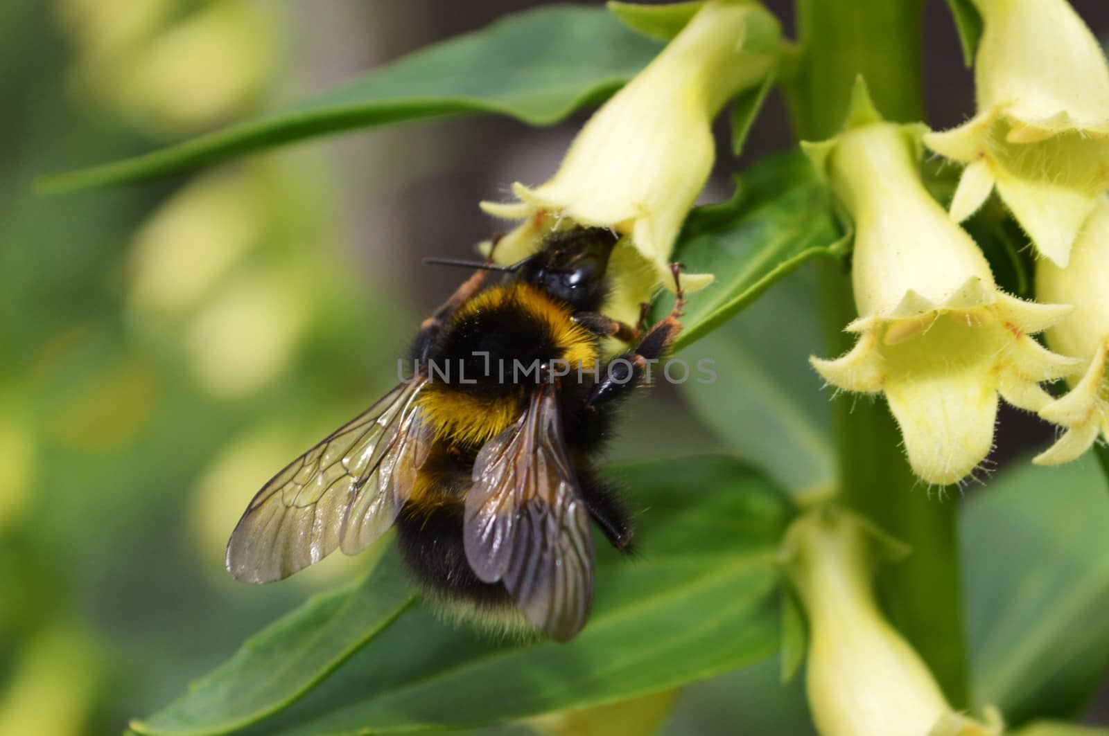 An image of a Bumble Bee visiting a Yellow Foxglove (Digitalis lutea).