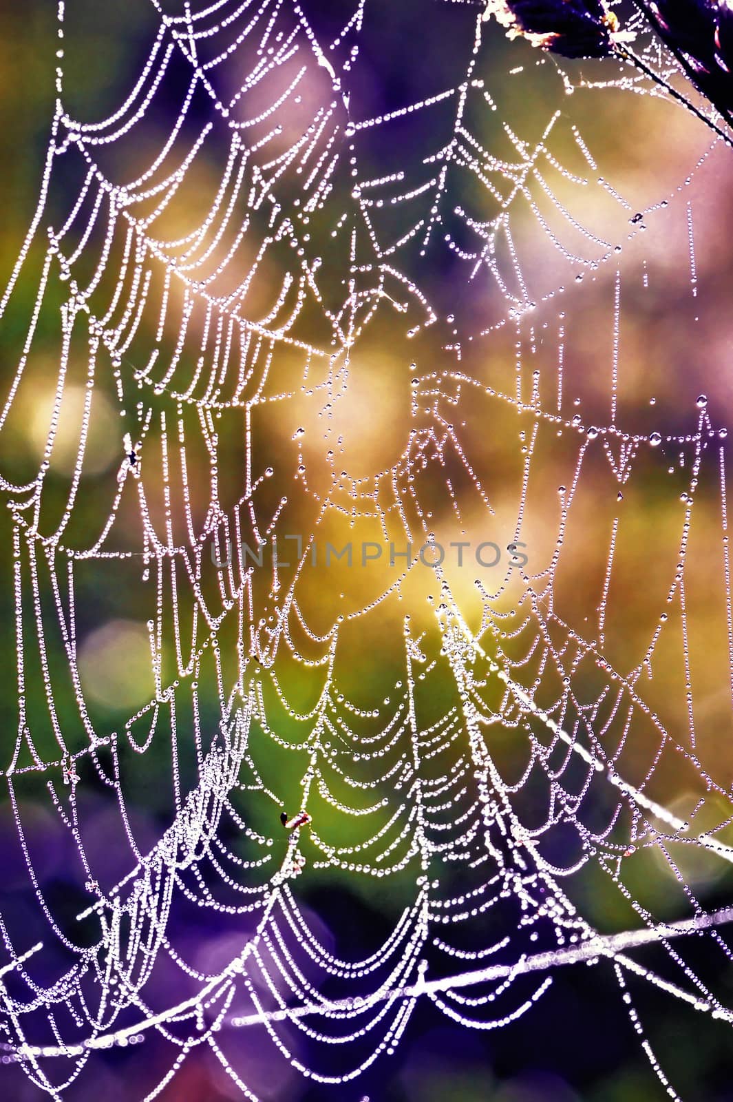 Cobwebs in the dew