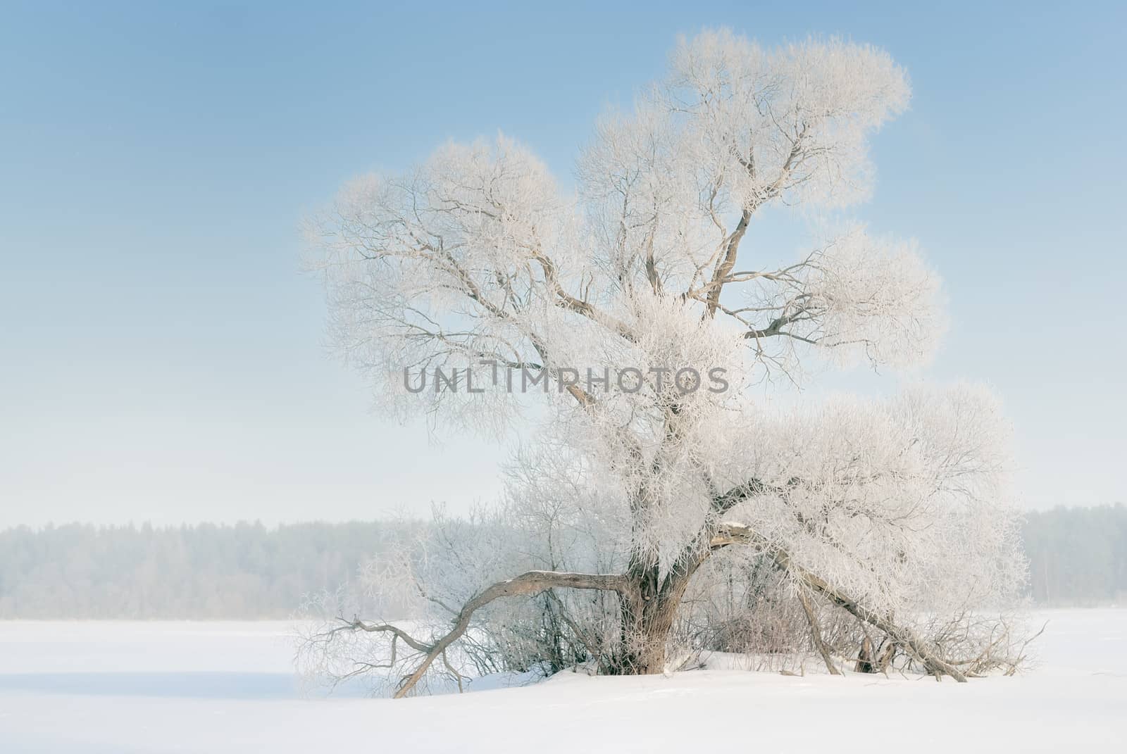 The tree in frost, the snow-covered plain. by kosmsos111