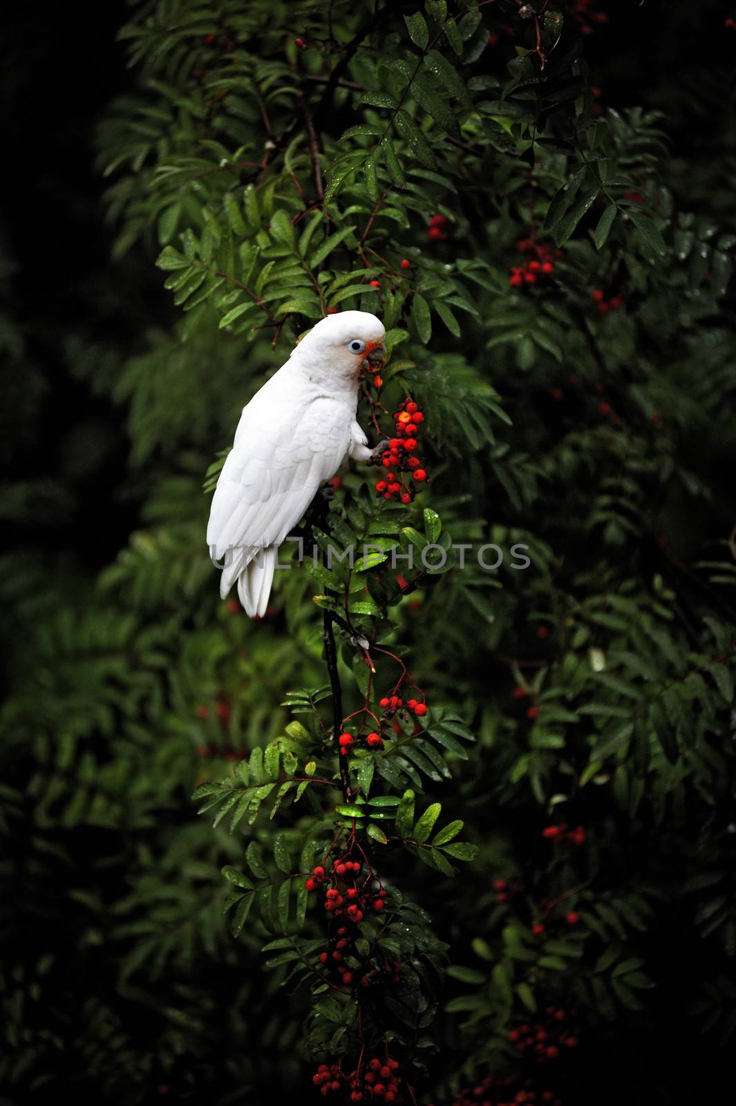 White home parrot bites Rowan berries by kosmsos111