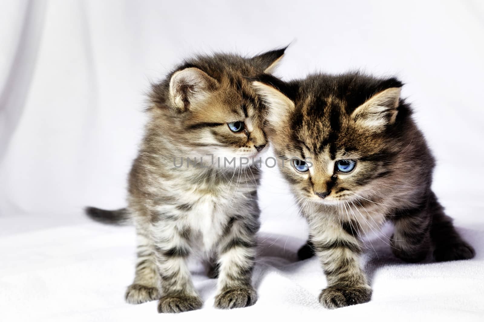 Two kittens