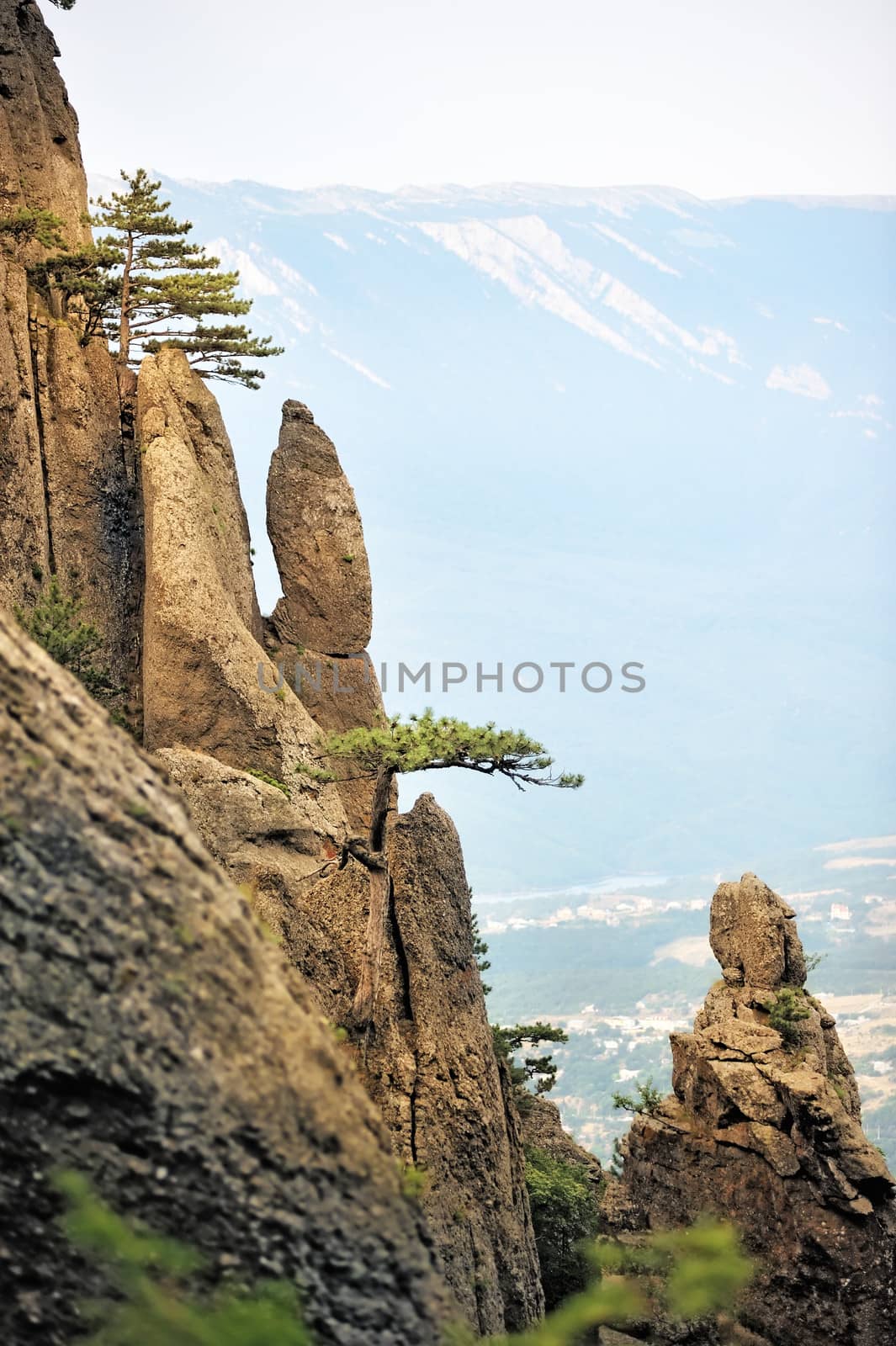 Pine trees on the steep cliffs by kosmsos111