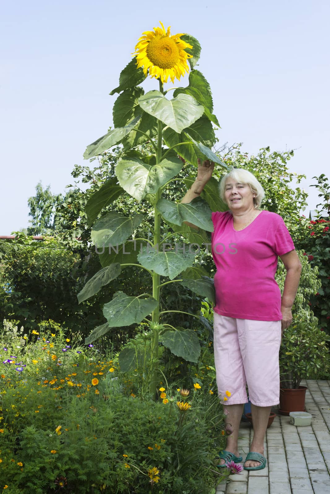 Cottager near a huge sunflower in his garden