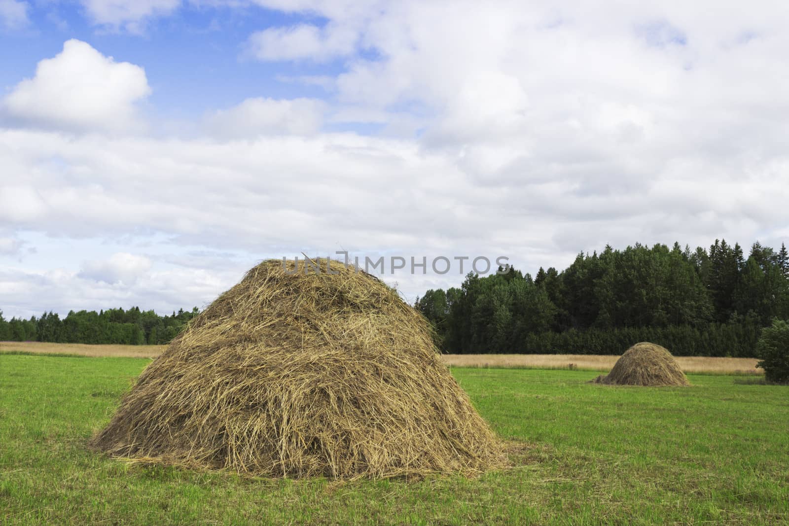 A pair of haystacks  on a green meadow in the July