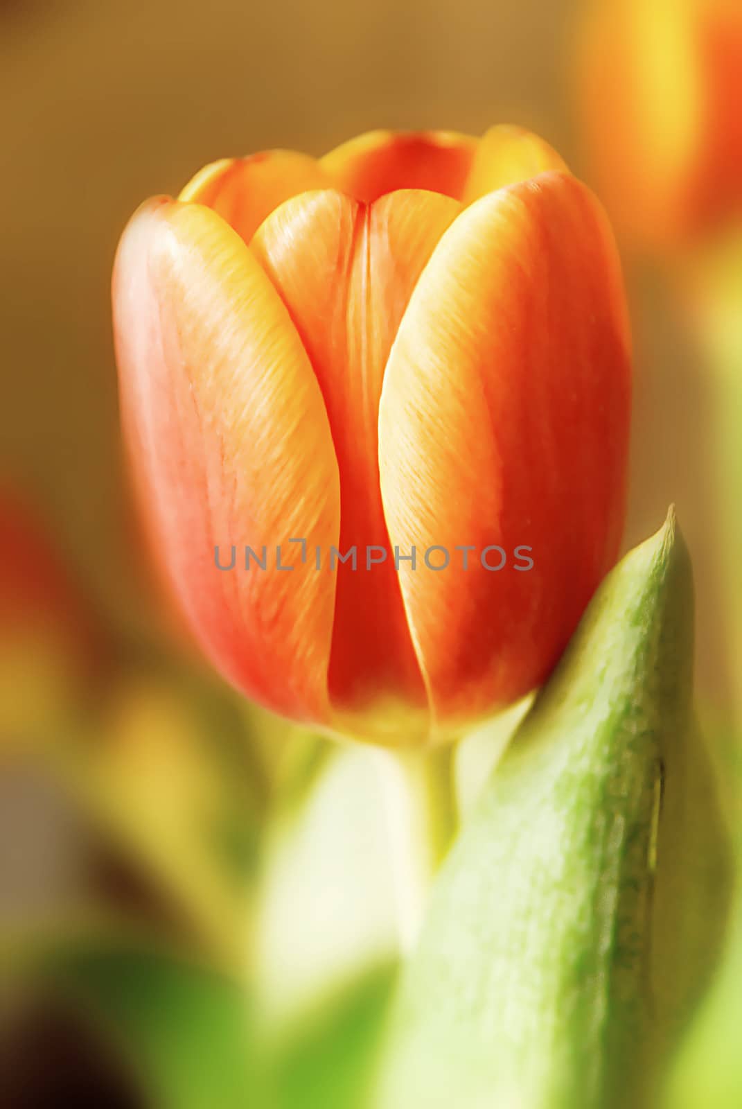 Tulip closeup by kosmsos111