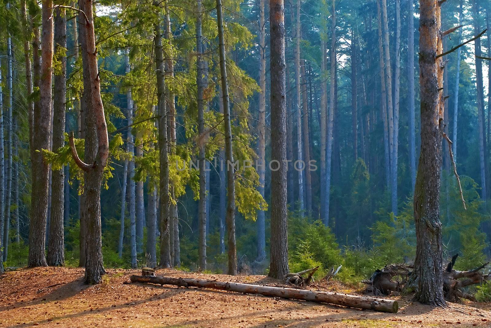 Morning in a pine forest