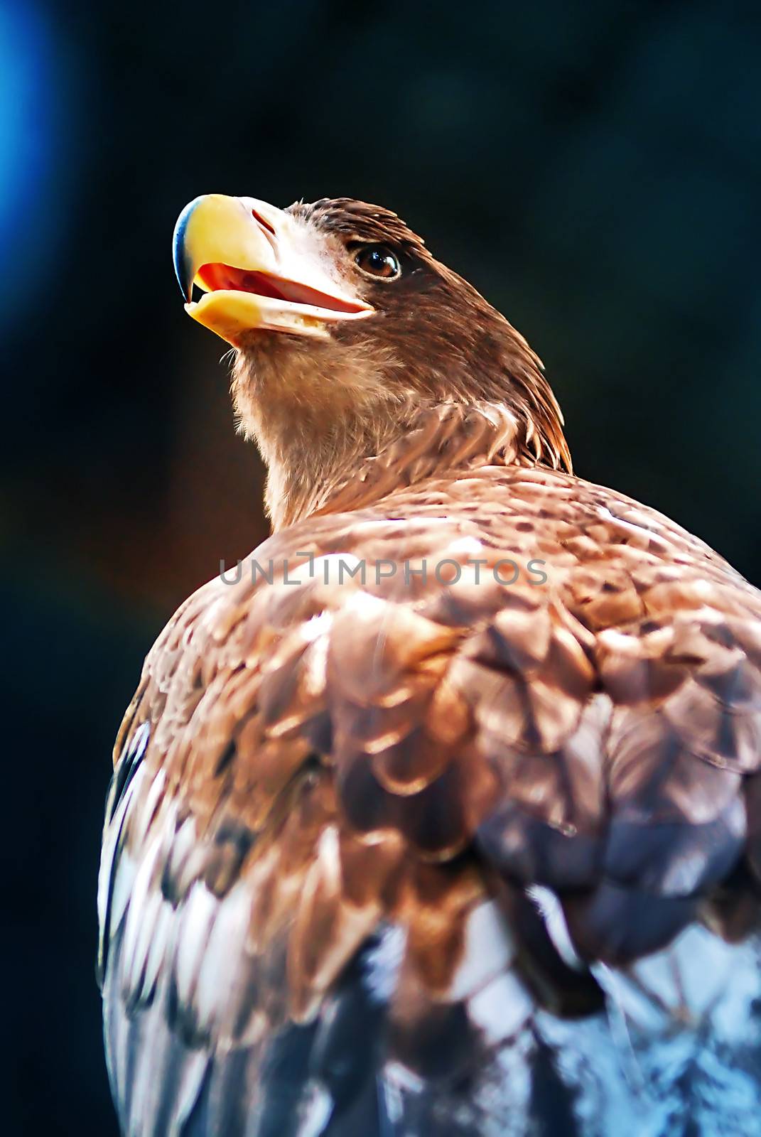 Portrait of the eagle