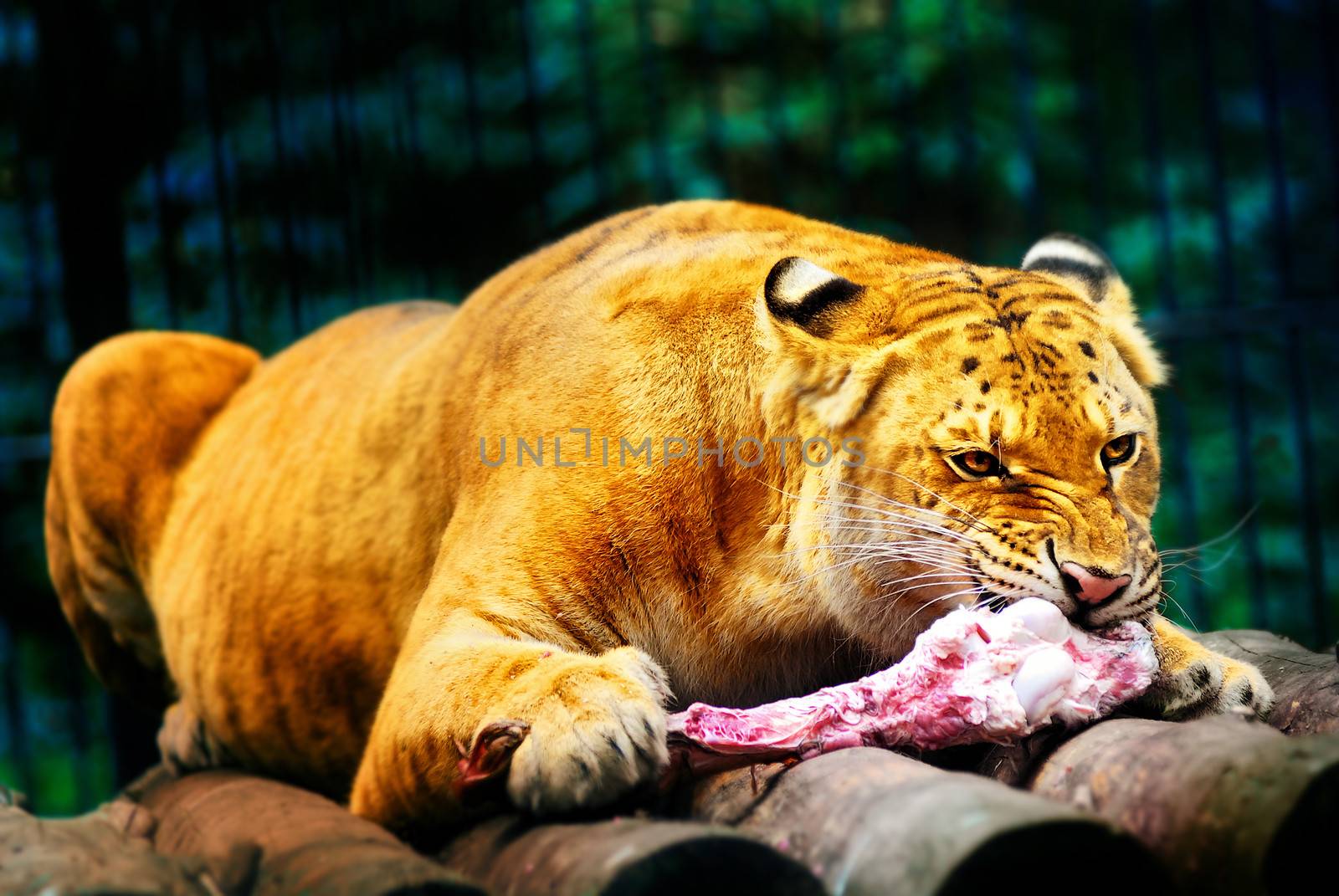 Lion eats the meat on the bones by kosmsos111