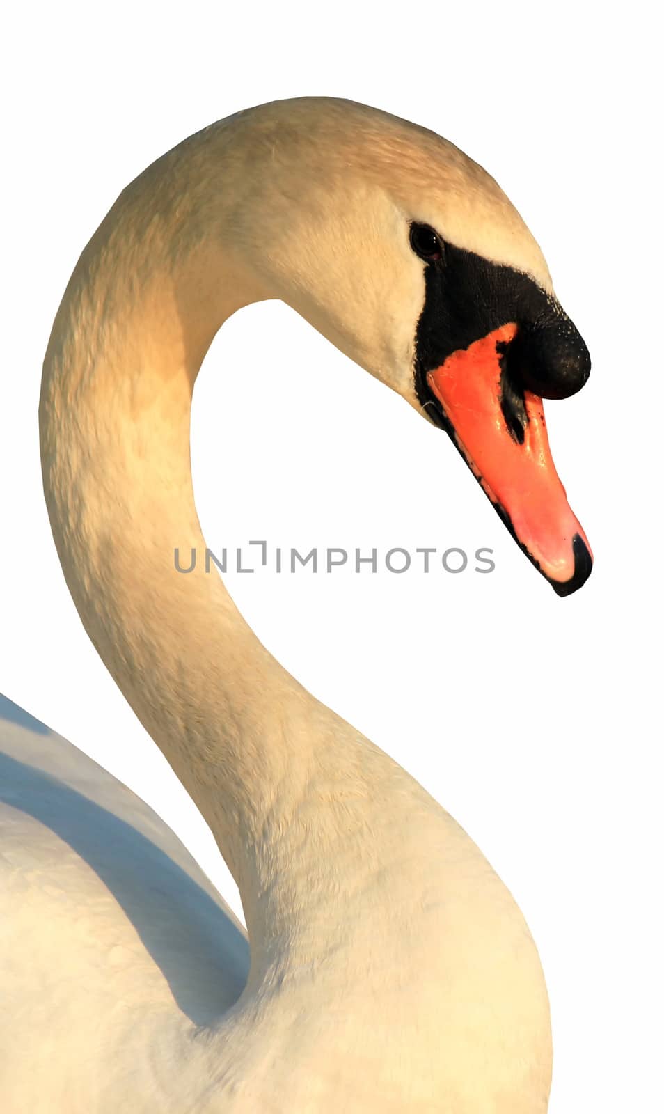 Portrait of mute swan (cygnus olor) isolated on white