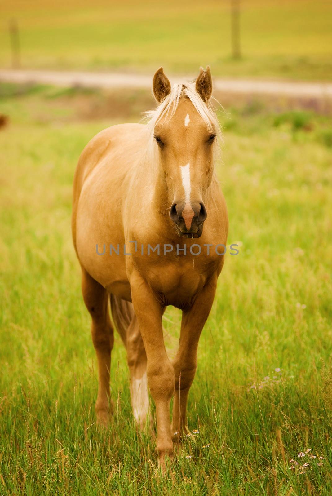 Horse in the field by kosmsos111