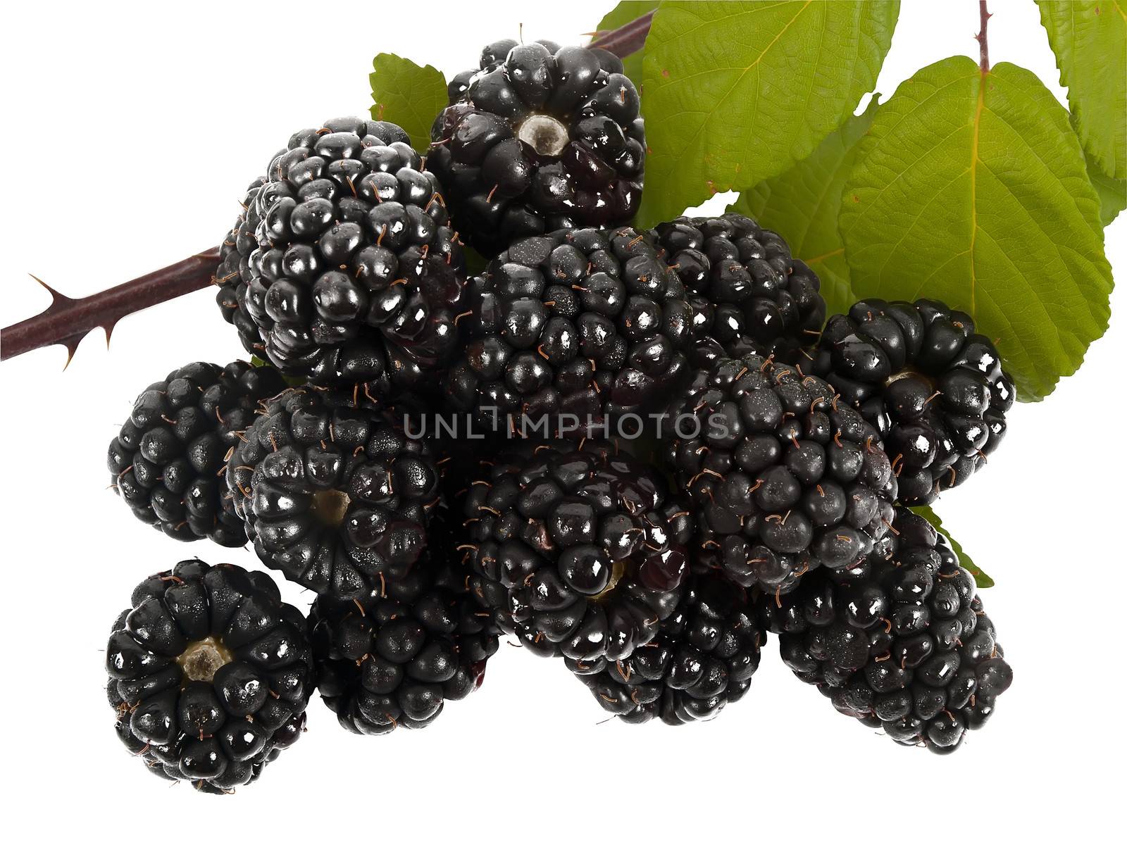 Blackberries by sewer12