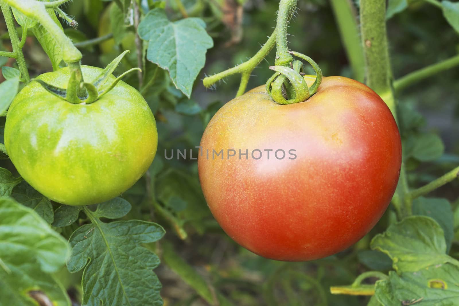 Red and green tomatoes on a branch in a garden