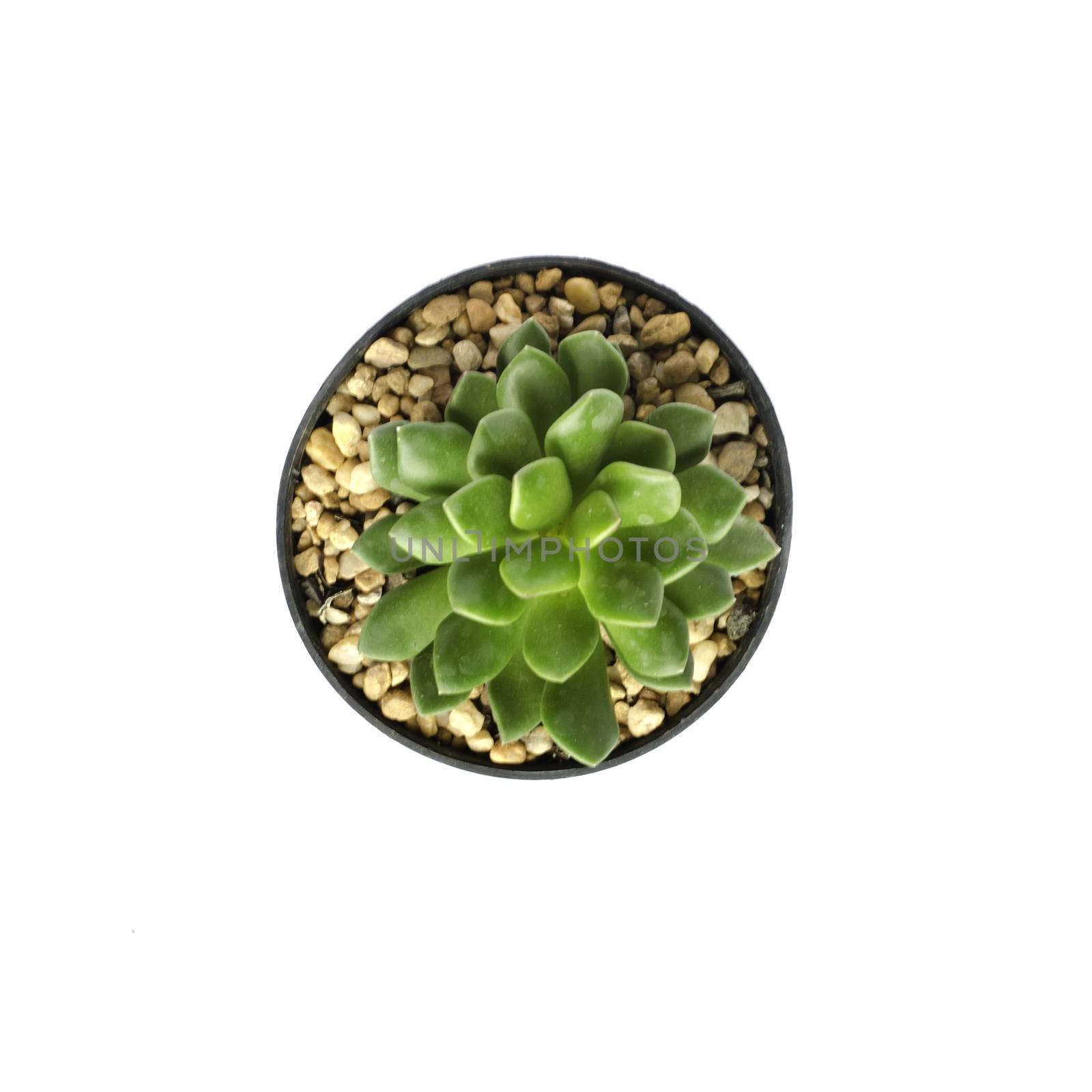 Top view of Potted cactus on white background