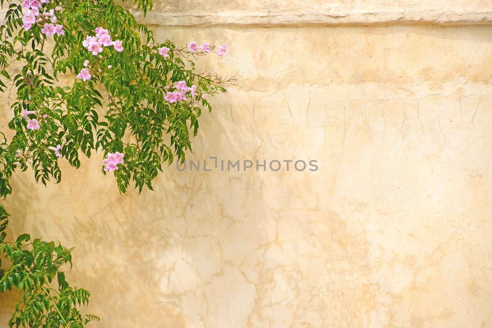 Pink roses framing a sand colored wall