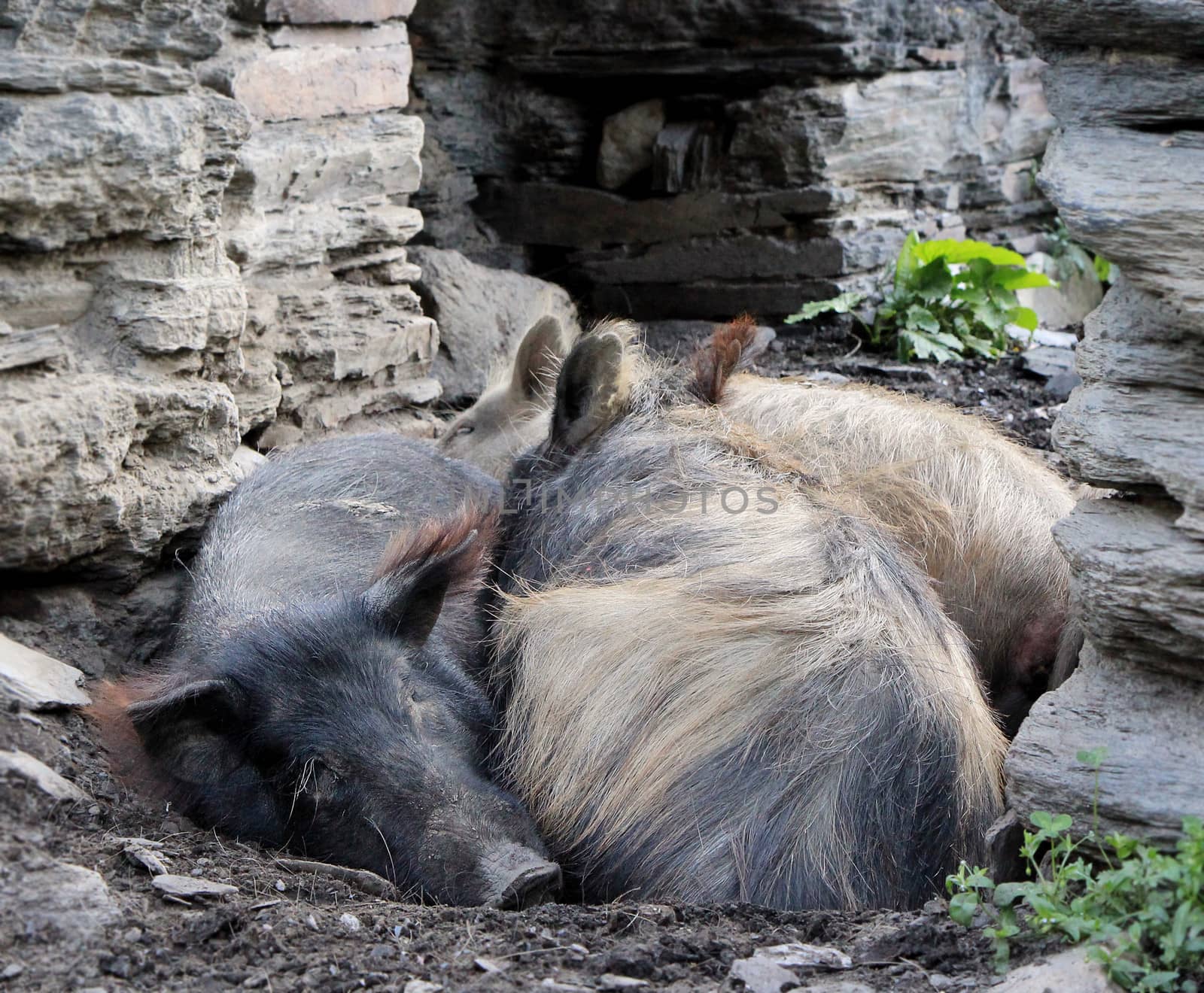 Pigs lying on the ground on stone wall background