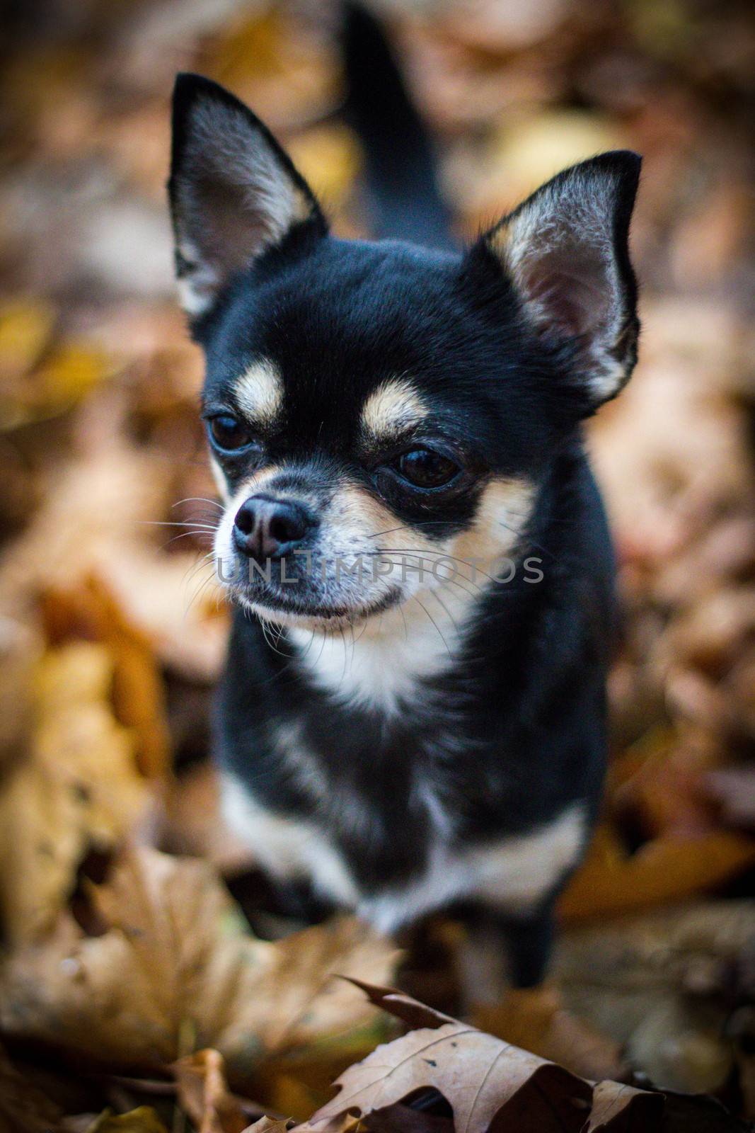 Closeup of Chihuahua