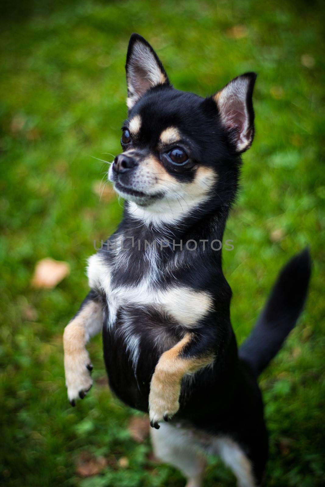 Closeup of Chihuahua standing on two legs