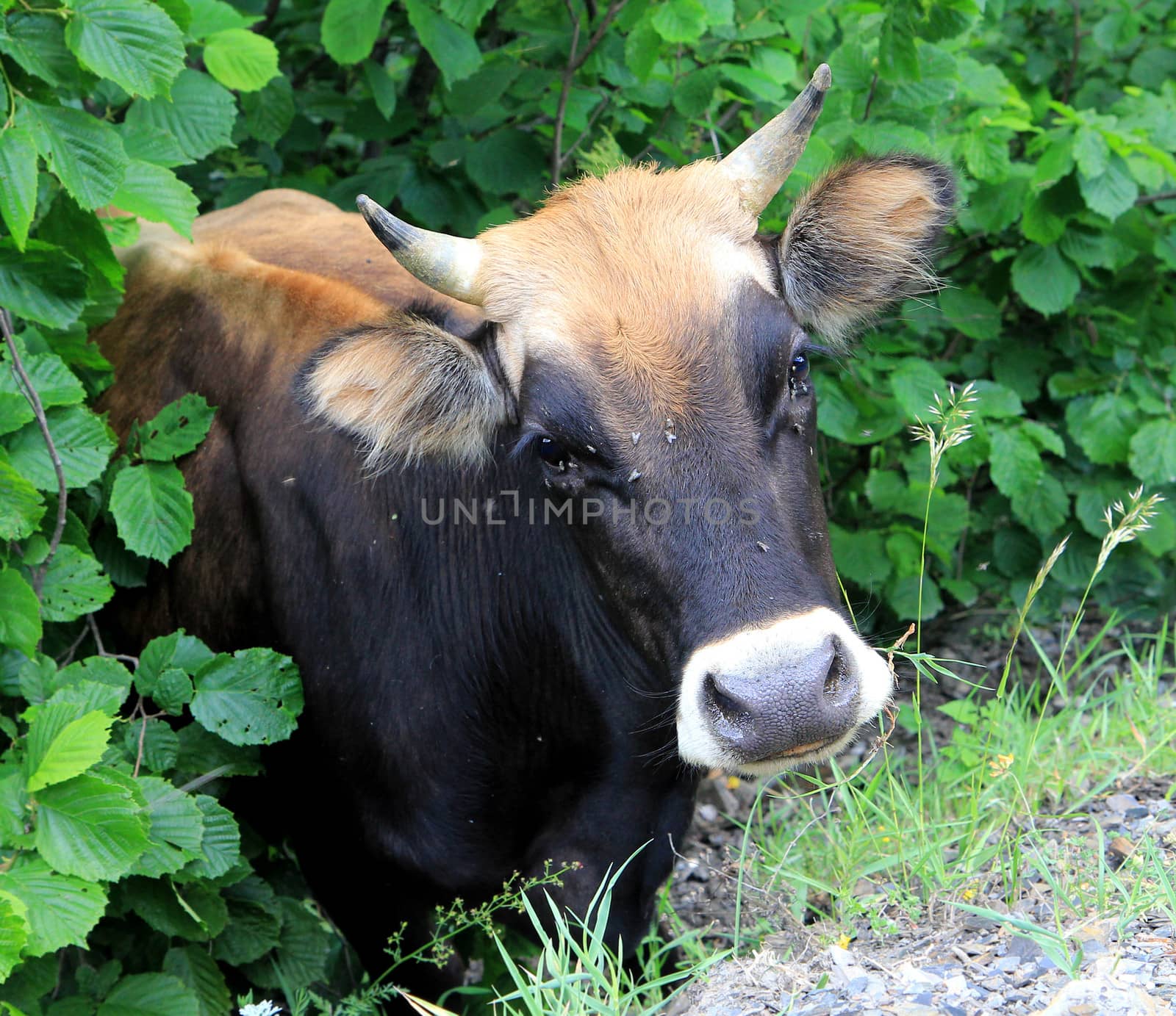 Cow posing on green leaves background