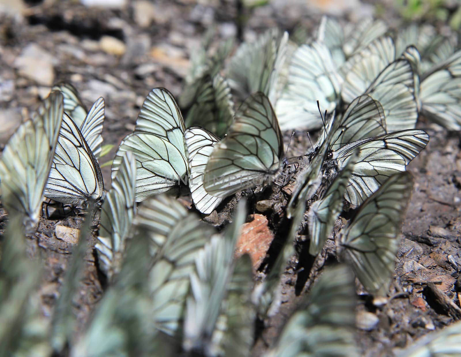 White butterflies sitting on a ground. Close up