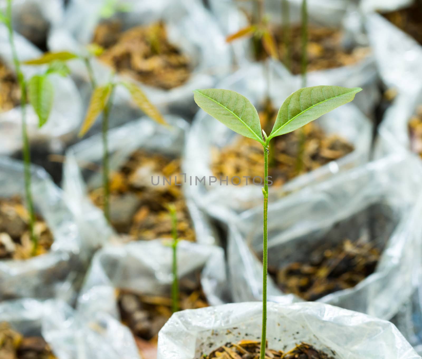 many young fresh seedling stands in plastic pots