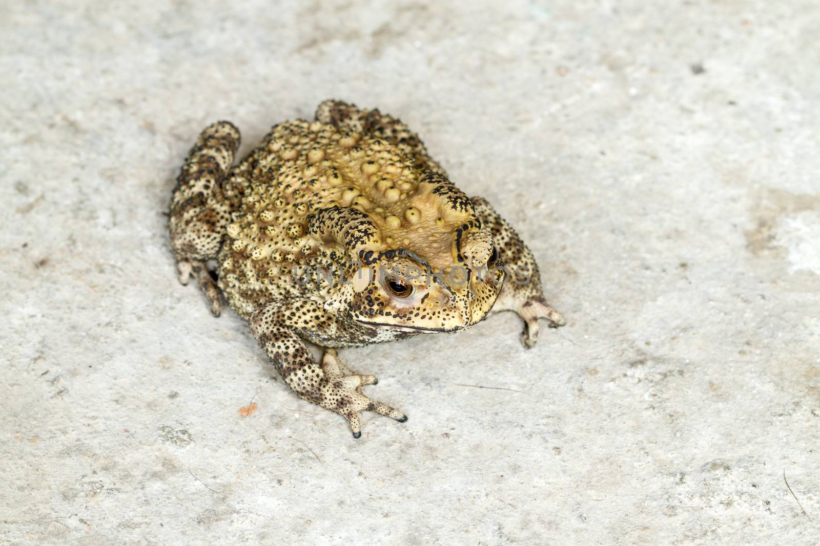 brown toad crouch on dry concret floor