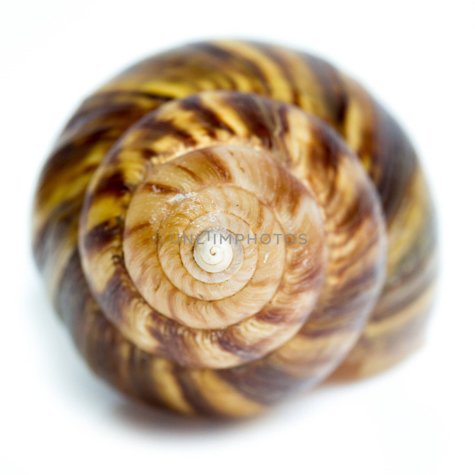 spiral shell on white background - closed up