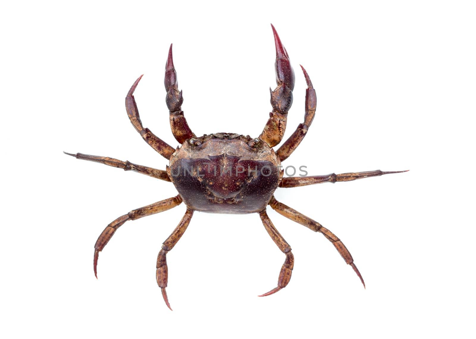 Esanthelphusa dugasti , rice field crab - isolated on white