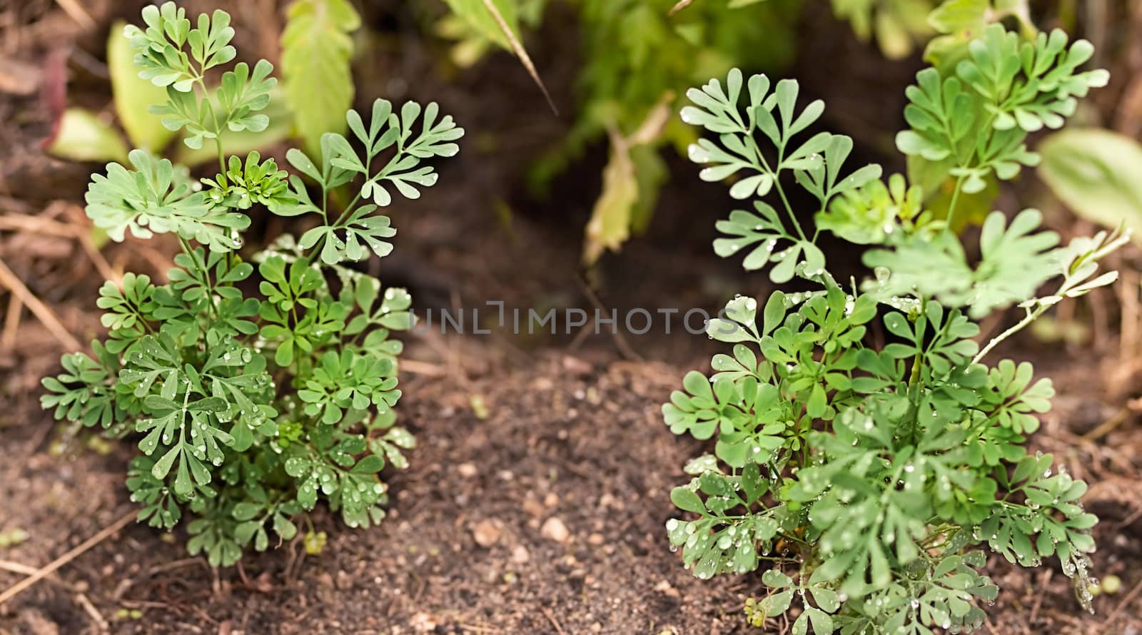 Organic healthy plant Rue herb growing live in garden