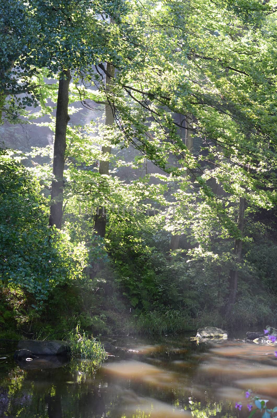 river in the morning