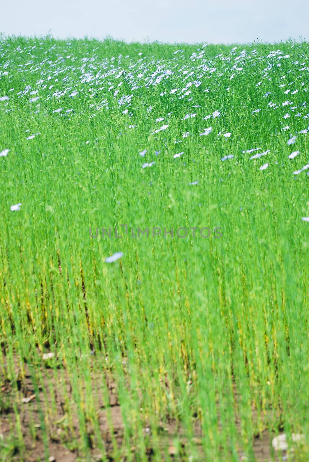 flax field