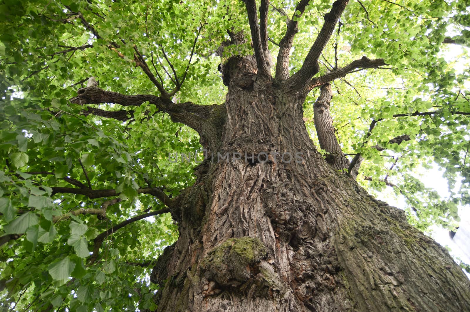 old basswood