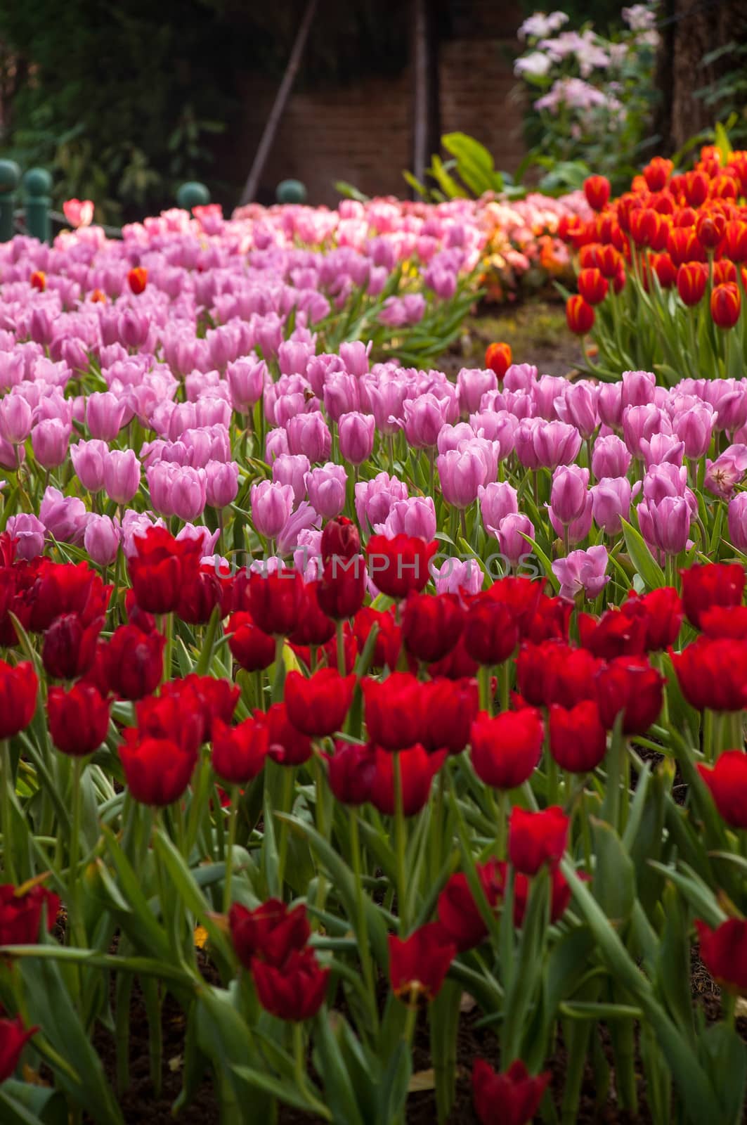 fresh tulips in garden