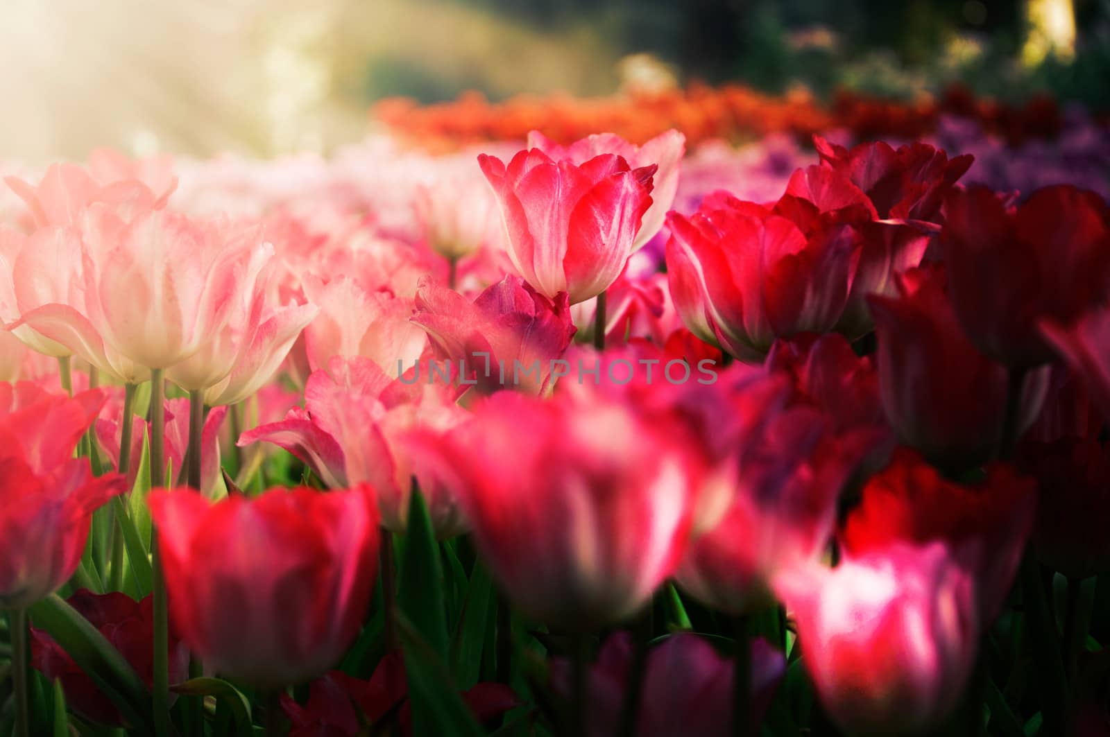 fresh tulips in garden on sunset