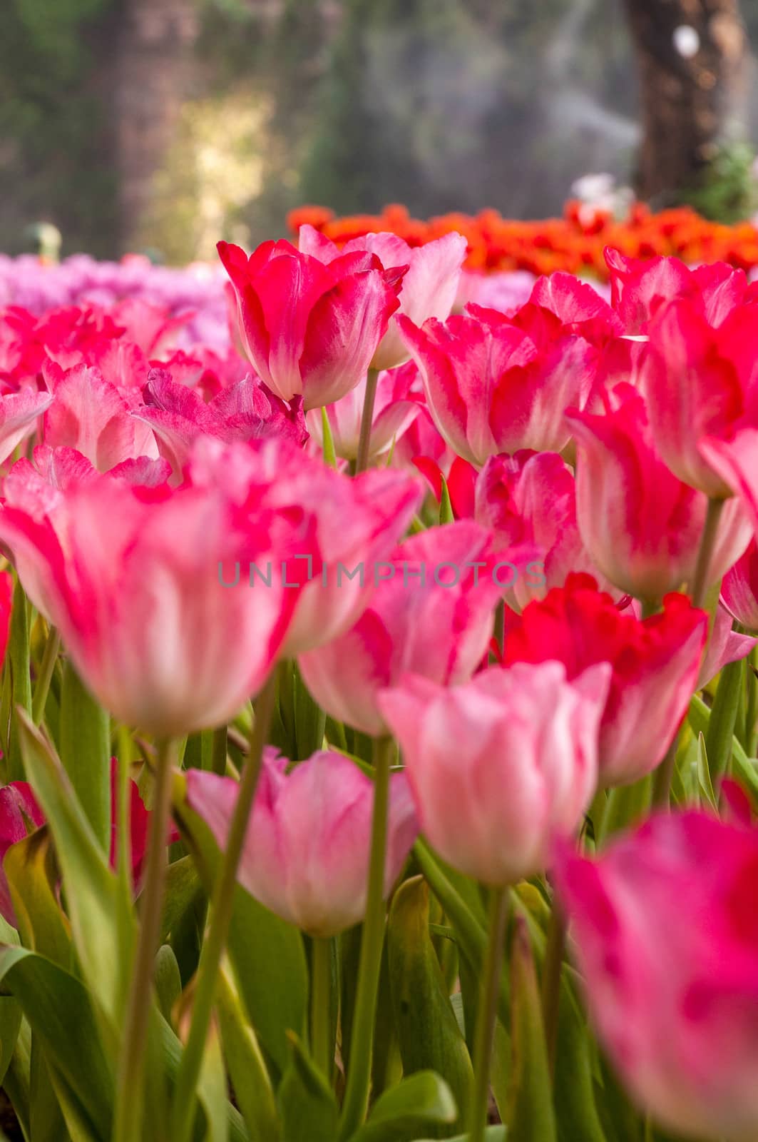 fresh tulips in garden