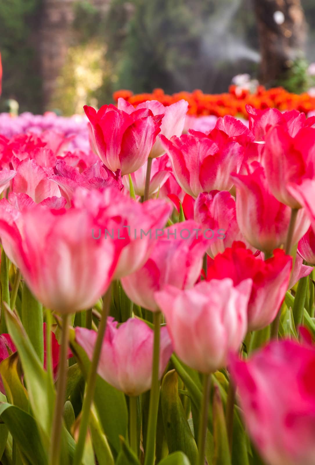 fresh tulips in garden by Yuri2012