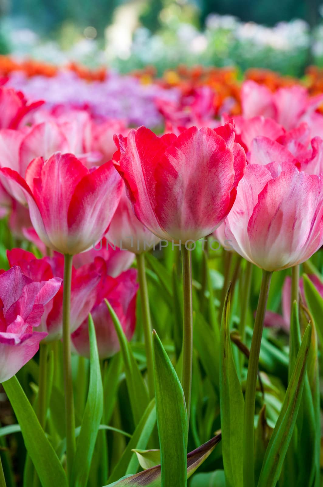 fresh tulips in garden by Yuri2012