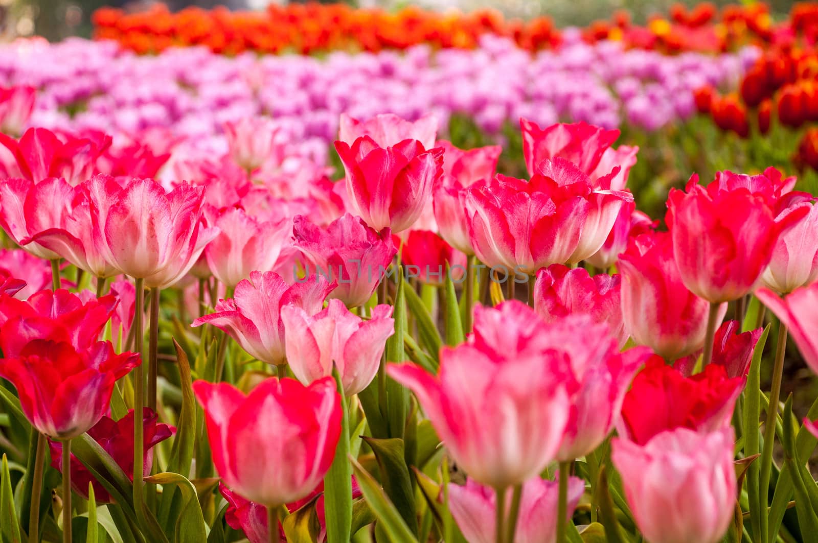 fresh tulips in garden